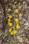 Lynn Haven goldenaster